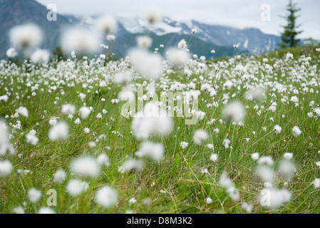 Domaine de hare's tail flowers, Eriophorum vaginatum Banque D'Images