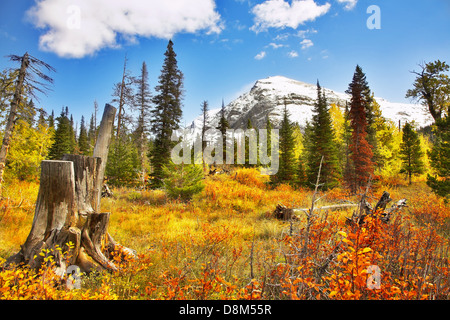 Couleurs de l'automne brillant Banque D'Images