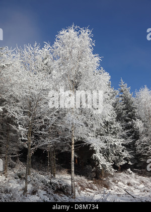 La neige des arbres Banque D'Images