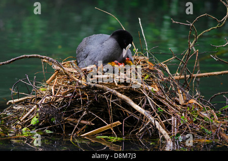 Foulque macroule (Fulica atra) assis sur son nid avec les poussins dans le lac Banque D'Images