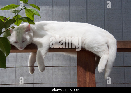 Jeune chat turc de van blanc aux yeux bleus, oreilles roses couché farniente sur clôture avec lemon tree piscine MR Banque D'Images