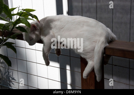 Jeune chat turc de van blanc aux yeux bleus, oreilles roses couché farniente sur clôture avec Lemon Tree à l'extérieur Vue arrière de l'évasement chat blanc Banque D'Images