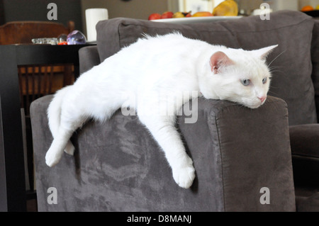 Chat blanc Van turc aux yeux bleus oreilles roses évasement refroidissement sur canapé marron différents angles du bras avant sur le côté et plein sur. Banque D'Images