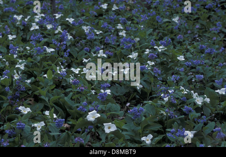 Cette image montre le trillium blanc (Trillium grandiflorum) et le bluebells de Virginie (Mertensia virginica), deux fleurs printanières indigènes. Les délicats pétales blancs du trillium contrastent avec les fleurs bleues des bluebells, créant un magnifique affichage floral. Ces fleurs sont couramment trouvées dans les zones boisées, ajoutant une beauté saisonnière au paysage. Banque D'Images