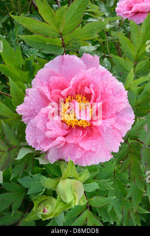 Grande fleur de pivoine rose au milieu d'arbres à feuillage vert après la pluie Banque D'Images