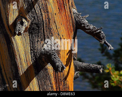 Une image d'un vieux pin avec un tronc épais et noueux et une dense canopée d'aiguilles à feuilles persistantes. L'arbre se dresse haut contre un paysage naturel, mettant en valeur son âge par son écorce et sa taille globale. Ses racines se sont largement répandues, la sécurisant dans le sol forestier, mettant en évidence la résilience de cette espèce d’arbre. Banque D'Images