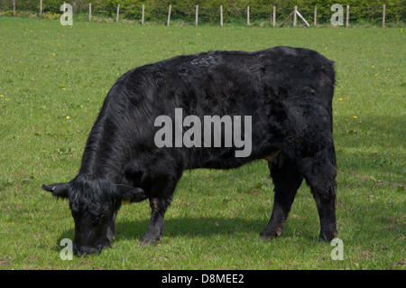 Vache, vache noir gallois, le pâturage dans le domaine, ensoleillée, d'une clôture en arrière-plan, les bovins Banque D'Images