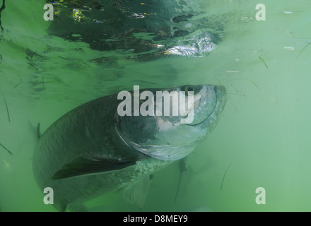 Tarpon le poisson dans son habitat naturel au large des côtes de la Floride dans l'Océan Atlantique Banque D'Images