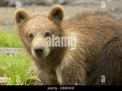 Brown Bear cub head. Banque D'Images