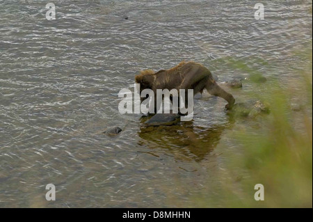 Brown Bear cub marcher dans l'eau. Banque D'Images