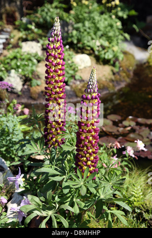 Manhattan Lupin Lumières dans Fairy Garden, jardin afficher par Kate Kurevleva à Bloom 2013, Dublin Banque D'Images