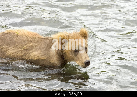 Grizzly Bear cub debout dans l'eau. Banque D'Images