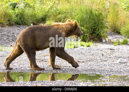 Grizzly Bear cub quelques ours brun. Banque D'Images