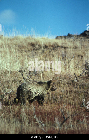 Grizzli marchant à travers les herbes. Banque D'Images