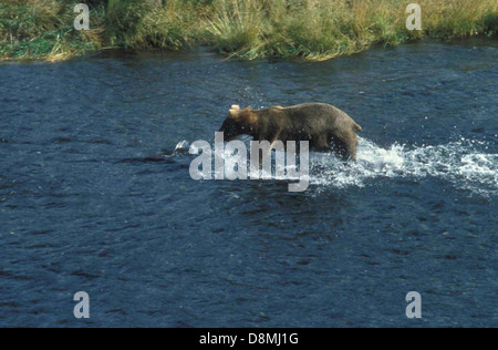 La marche de l'ours grizzli dans l'eau. Banque D'Images