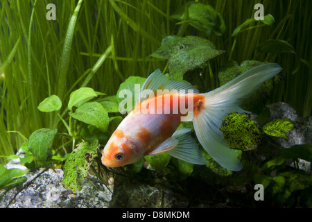 Poisson d'or dans l'aquarium Banque D'Images