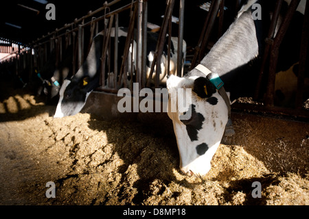 Les vaches laitières Holstein d'ensilage dans l'UK Banque D'Images