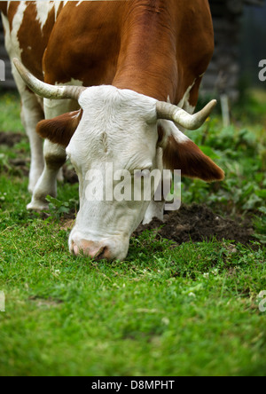 Les vaches sur les pâturages alpins Banque D'Images