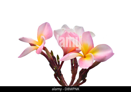 Frangipani sur fond blanc Banque D'Images