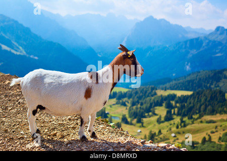 Petite chèvre sur fond de montagnes des Alpes. Banque D'Images