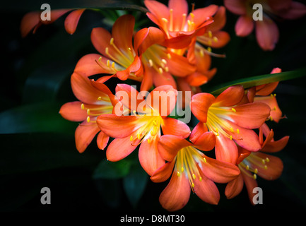 Belles fleurs orange tropicale de l'île de Hawaii Banque D'Images
