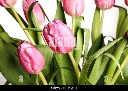 Tulipes roses Banque D'Images