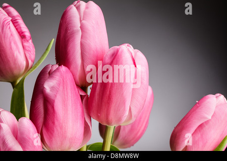 Tulipes roses Banque D'Images