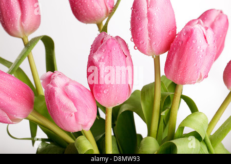 Tulipes roses Banque D'Images