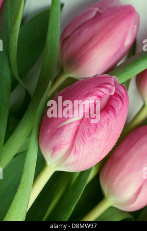 Tulipes roses Banque D'Images