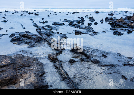 Forêt Pétrifiée, Curio Bay, Waikawa, Otago, Nouvelle-Zélande. Banque D'Images