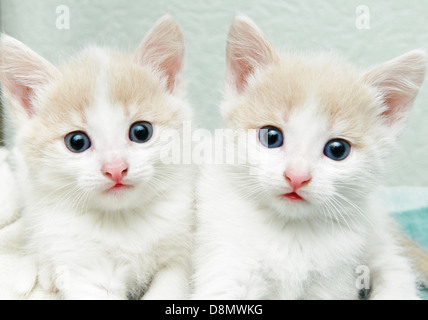 petits chatons Banque D'Images