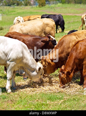 Veaux brun et blanc produites sur l'exploitation agricole pour le boeuf australien cattle ranch Banque D'Images