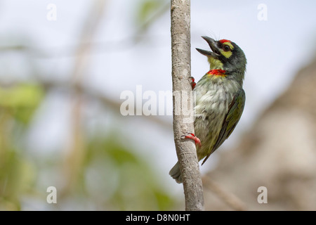 Coppersmith Barbet, Crimson-breasted Barbet Megalaima haemacephala Coppersmith (ou) Banque D'Images