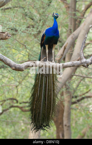 Pavo cristatus (paons indiens) Banque D'Images