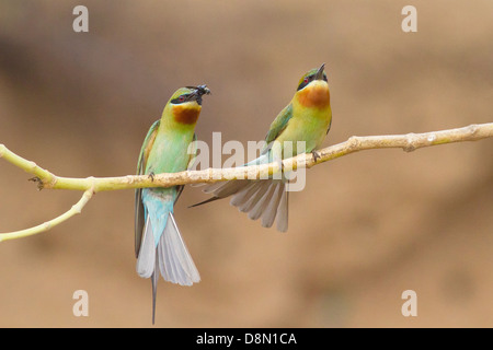 Blue-tailed Guêpiers (Merops philippinus) alimentation de cour Banque D'Images