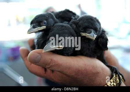 Les jeunes poussins Jackdaw dans une main Nom scientifique Corvus monedula Banque D'Images