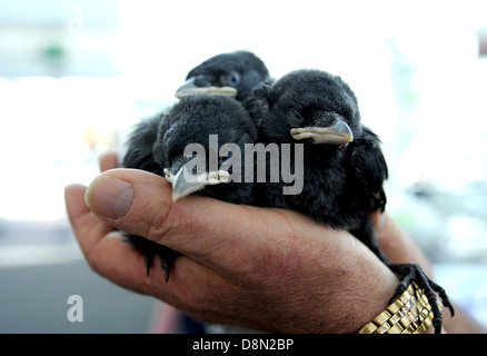 Les jeunes poussins Jackdaw dans une main Nom scientifique Corvus monedula Banque D'Images