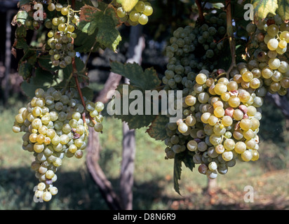 Raisins blancs mûrs sur la vigne, Amalfi, Côte Amalfitaine, Campanie, Italie, Europe. Banque D'Images