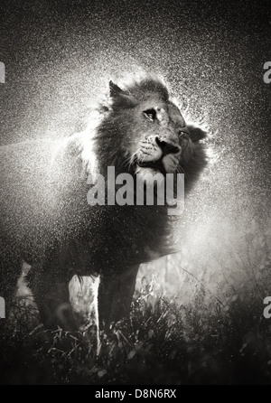 Lion mâle secouer l'eau de pluie - Parc National Kruger - Afrique du Sud Banque D'Images