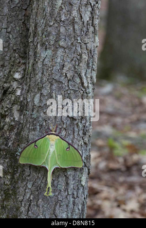 Un papillon de nuit Luna (Actias luna) perché sur une surface, présentant ses ailes vert pâle frappantes et ses longues queues. Cet insecte nocturne est connu pour sa taille impressionnante et ses belles ailes presque translucides. Banque D'Images