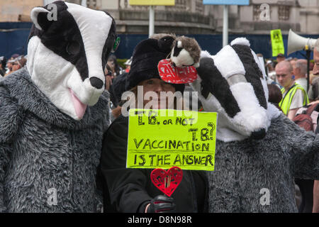 Londres, Royaume-Uni. 1er juin 2013. 2013-06-01 Londres. Les militants anti-blaireau cull préparer de mars à Londres, pour protester contre un projet de réforme les blaireaux qui sont pensés pour être resoponsible pour la tuberculose bovine Crédit : Paul Davey/Alamy Live News Banque D'Images