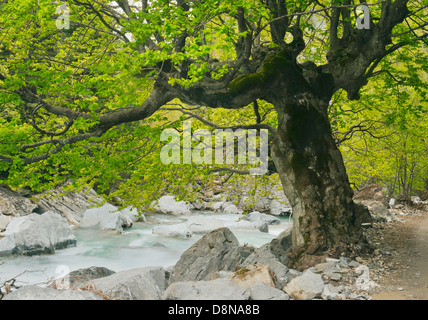 Les vieux peuplements de Copper Beech (Fagus sylvatica) Ordesa-Monte Perdido National Park, Pyrénées, Espagne SITE DU PATRIMOINE MONDIAL DE L'UNESCO Banque D'Images