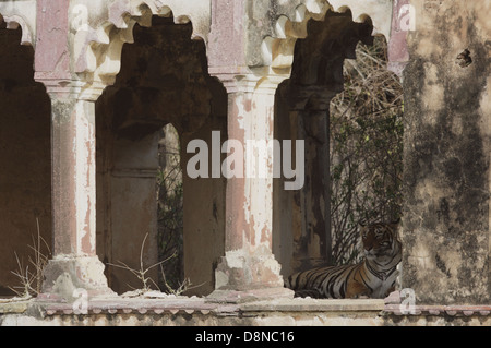 Reine dans son palais en été comme des tigres au repos dans le refuge ombragé de ces monuments historiques Banque D'Images