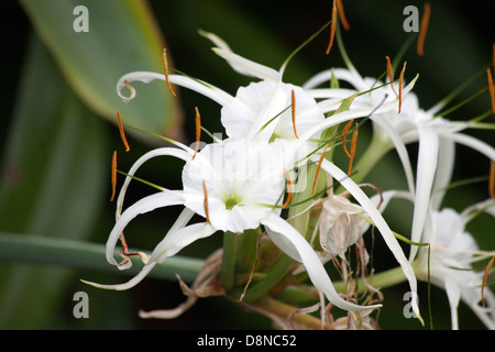 Un gros plan d'une usine de spider lily Des Caraïbes Banque D'Images