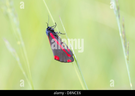 Le cinabre (Tyria jacobaeae) sur une tige d'herbe Banque D'Images