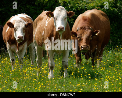 Vaches dans une prairie de renoncule, Cornwall, UK 2013 Banque D'Images