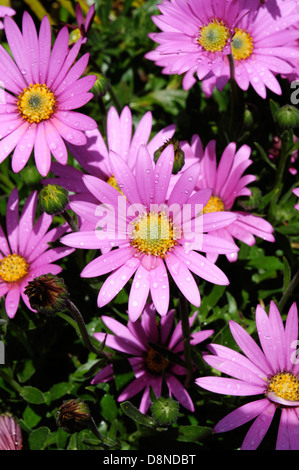 Un show de pink daisies. Cape Daisy Osteospermum ciliata compactum Banque D'Images