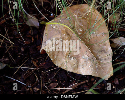 Cette image montre des gouttelettes d'eau reposant sur la surface d'une feuille verte. Les gouttelettes réfléchissent la lumière et ajoutent une apparence fraîche et naturelle à la feuille, mettant en valeur la beauté de la nature après la pluie. Banque D'Images