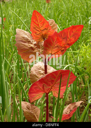 ORACH, Atriplex hortensis rubra ROUGE, orach oignon plante en arrière-plan, les feuilles d'épinards de montagne Banque D'Images