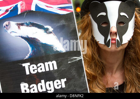 London UK. 1er juin 2013. Effectuer les manifestants badger la danse comme ils mars à Westminster pour protester contre des plans controversés par le gouvernement d'introduire l'abattage blaireau visant à lutter contre la tuberculose chez les bovins Crédit : amer ghazzal/Alamy Live News Banque D'Images